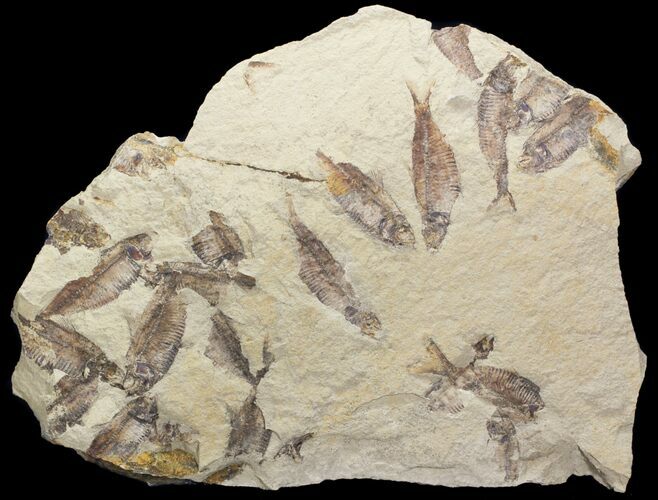 Fossil Fish (Gosiutichthys) Mortality Plate - Lake Gosiute #71791